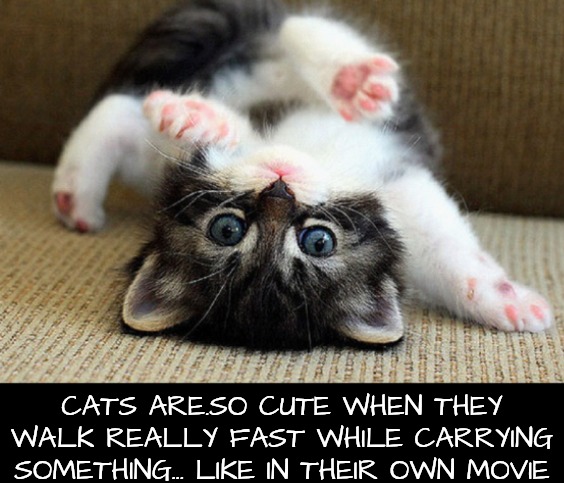 Kitten | CATS ARE.SO CUTE WHEN THEY WALK REALLY FAST WHILE CARRYING SOMETHING... LIKE IN THEIR OWN MOVIE | image tagged in kitten | made w/ Imgflip meme maker