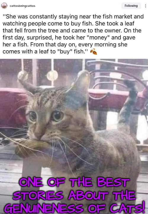 Genius!! | ONE OF THE BEST STORIES ABOUT THE GENUINENESS OF CATS! | image tagged in so smart,best cat story | made w/ Imgflip meme maker