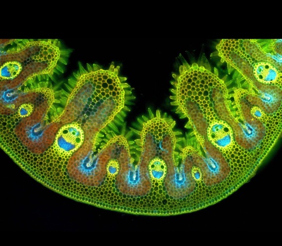 Can you guess what this is...and why it's important? | image tagged in why toes feel so happy outside,staying grounded makes you happier | made w/ Imgflip meme maker