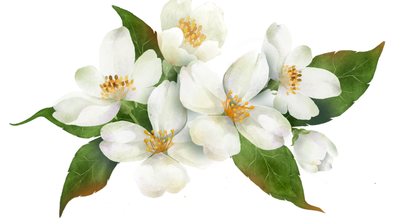 jasmine flowers accessory Blank Meme Template