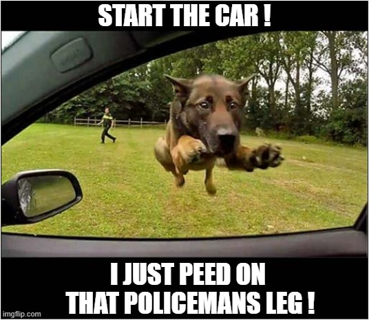 When A Quick Getaway Is Called For ! | START THE CAR ! I JUST PEED ON 
 THAT POLICEMANS LEG ! | image tagged in dogs,start the car,peeing,police | made w/ Imgflip meme maker