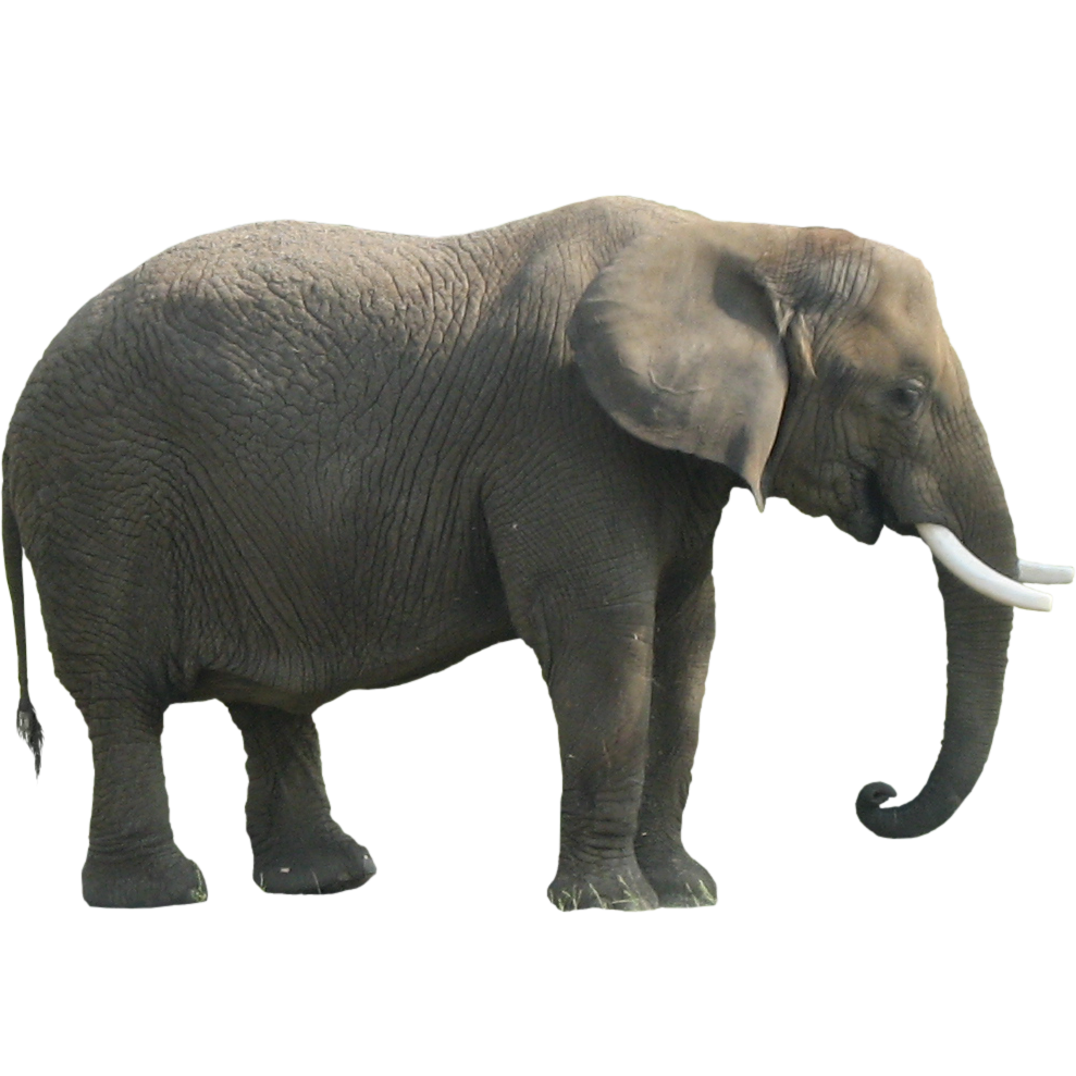Elephant png Blank Meme Template