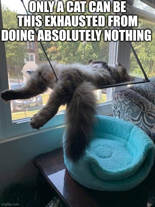 Only A Cat Can Be This Exhausted | ONLY A CAT CAN BE THIS EXHAUSTED FROM DOING ABSOLUTELY NOTHING | image tagged in chris joines | made w/ Imgflip meme maker