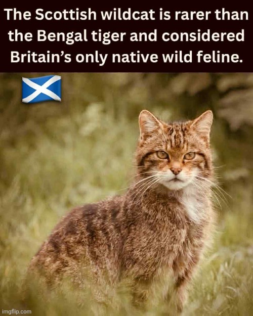 I've had the pleasure of seeing one of these majestic creatures. Absolutely stunning. | image tagged in cats,scotland | made w/ Imgflip meme maker