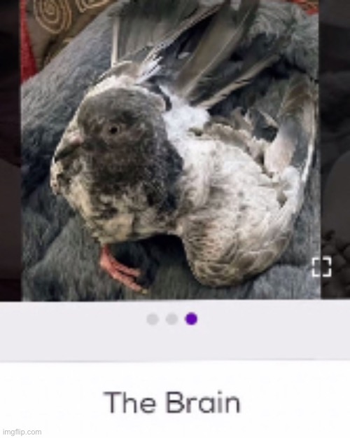 The Brain | image tagged in the brain | made w/ Imgflip meme maker