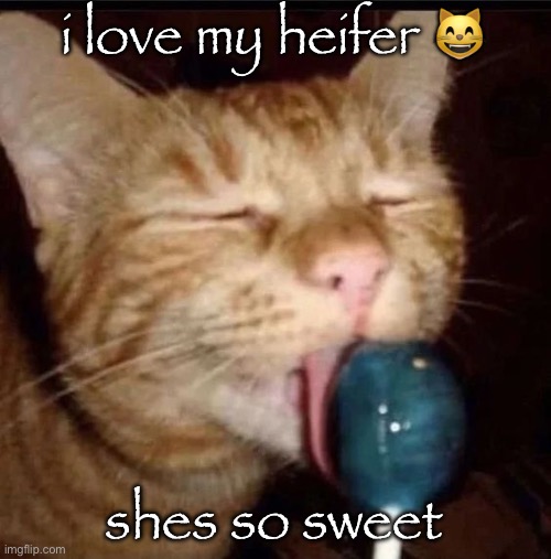 silly goober 2 | i love my heifer 😸; shes so sweet | image tagged in silly goober 2 | made w/ Imgflip meme maker