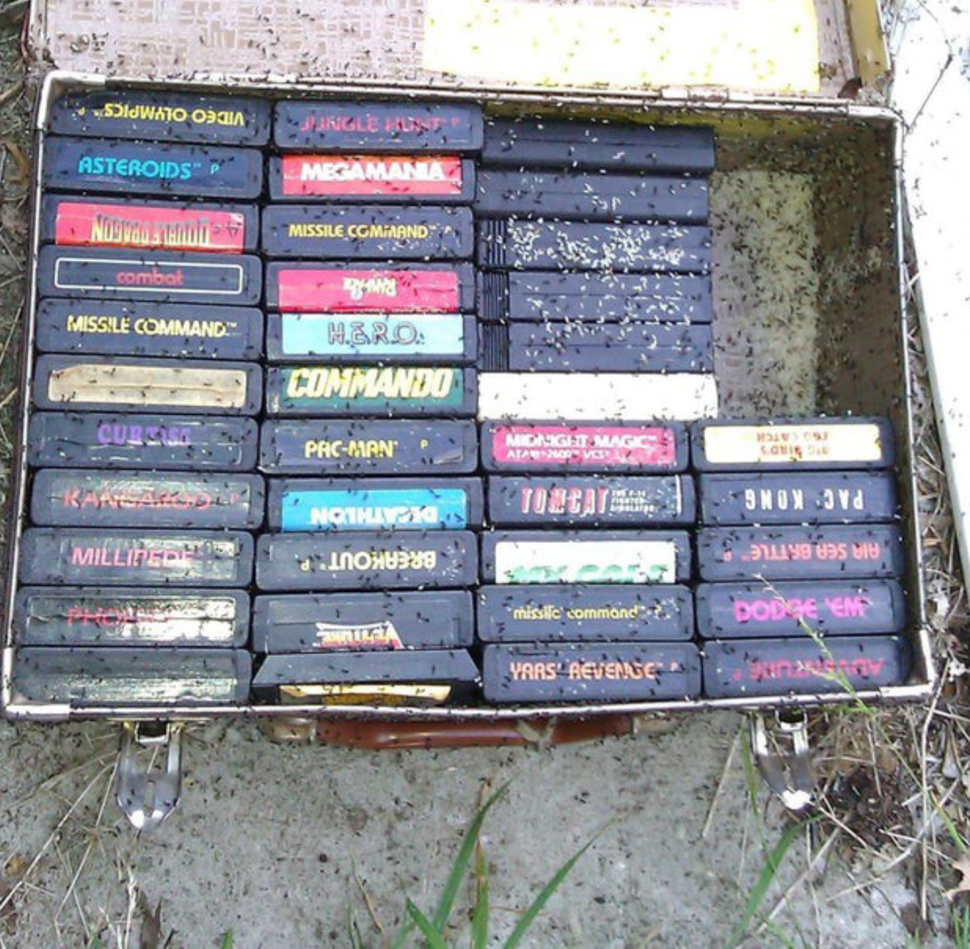 game ants Blank Meme Template