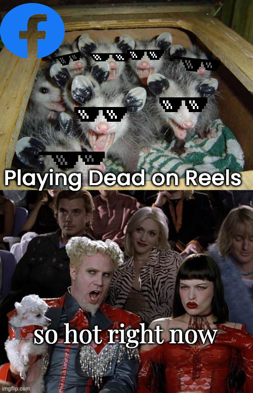 Possums on Farcebook | Playing Dead on Reels; so hot right now | image tagged in opossums,so hot right now | made w/ Imgflip meme maker