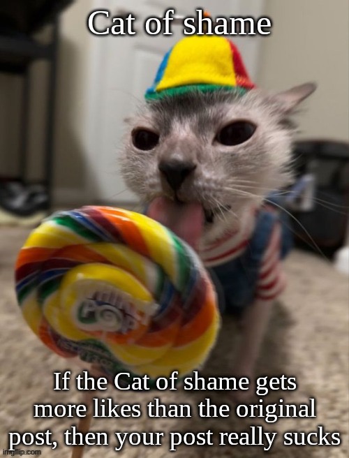 cat of shame | image tagged in cat of shame | made w/ Imgflip meme maker