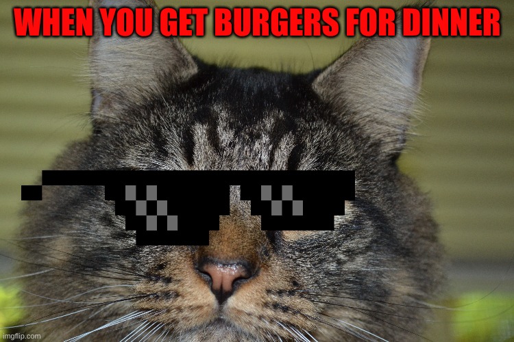 WHEN YOU GET BURGERS FOR DINNER | image tagged in fat cat | made w/ Imgflip meme maker