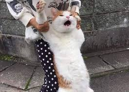 gato si ya saben como soy Blank Meme Template