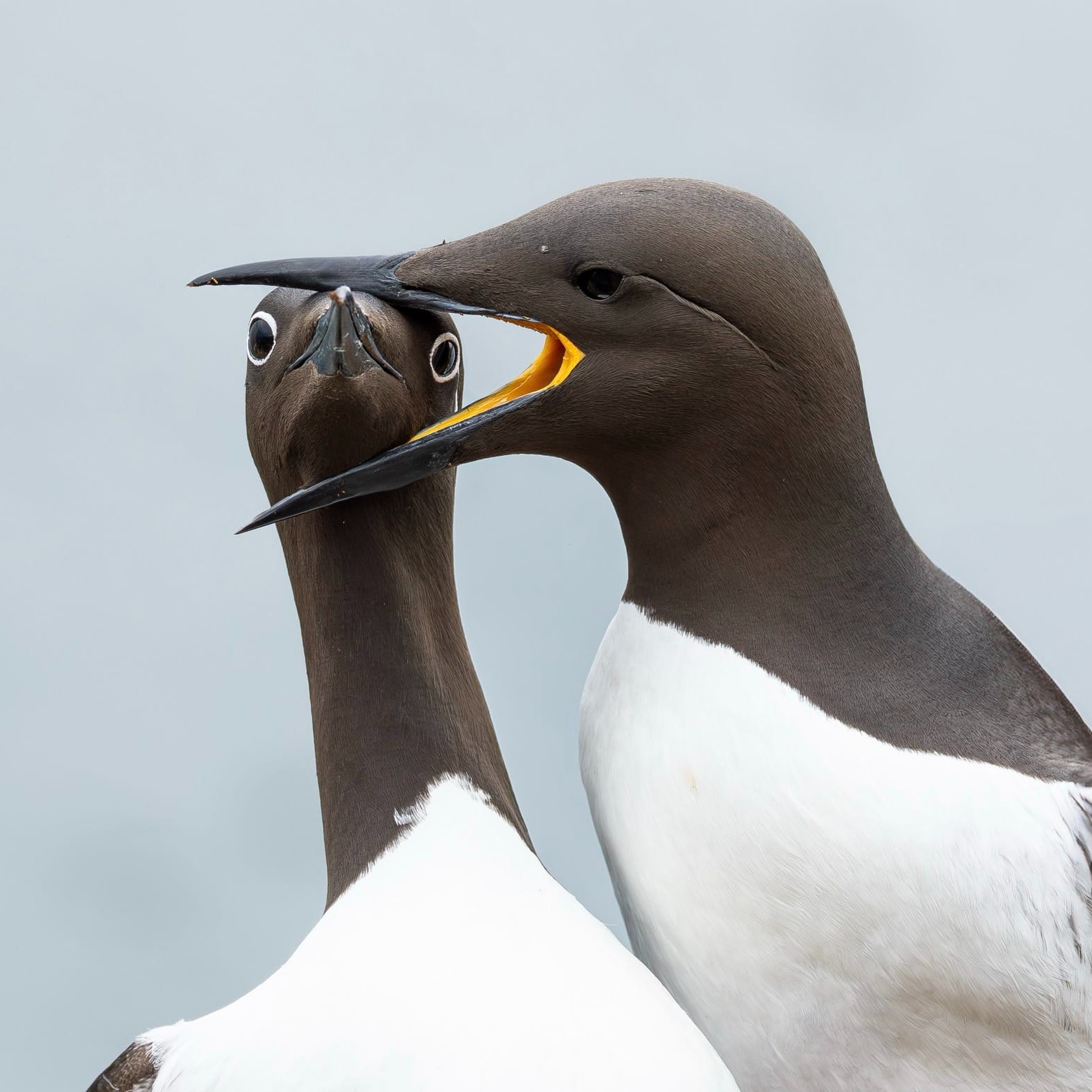 guillemot says shut up Blank Meme Template