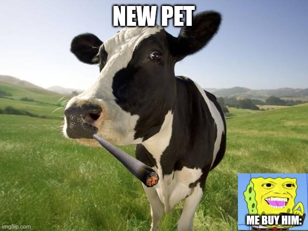 New animall | NEW PET; ME BUY HIM: | image tagged in cow | made w/ Imgflip meme maker