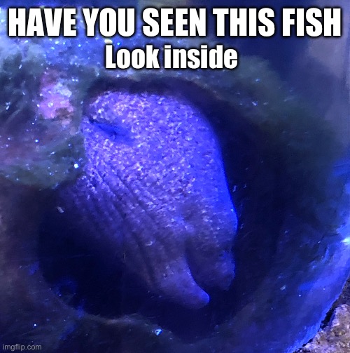 HAVE YOU SEEN THIS FISH; Look inside | image tagged in have you seen this fish,why can't you just be normal | made w/ Imgflip meme maker