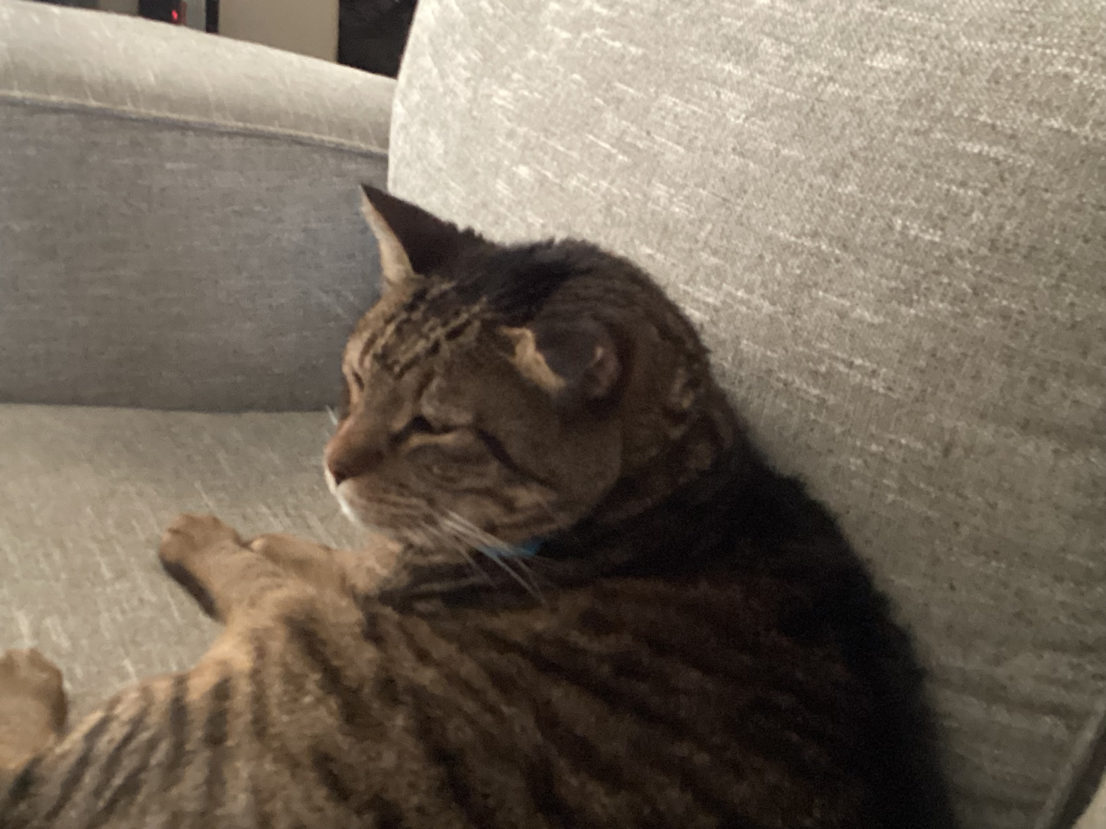 Mama Poop Blank Meme Template