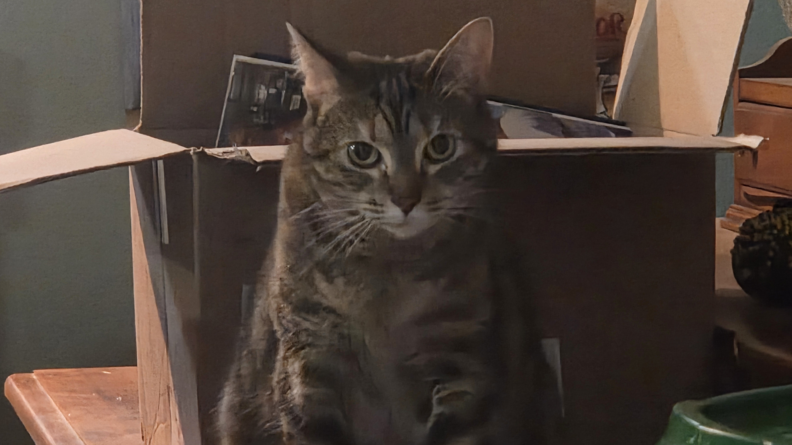 JUDGING CAT Blank Meme Template