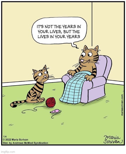 Sage advice… | image tagged in cats,comics,mama cat,years,lives | made w/ Imgflip meme maker