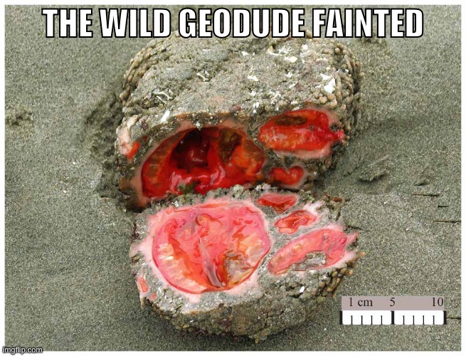 The wild geodude fainted | THE WILD GEODUDE FAINTED | image tagged in pokemon | made w/ Imgflip meme maker