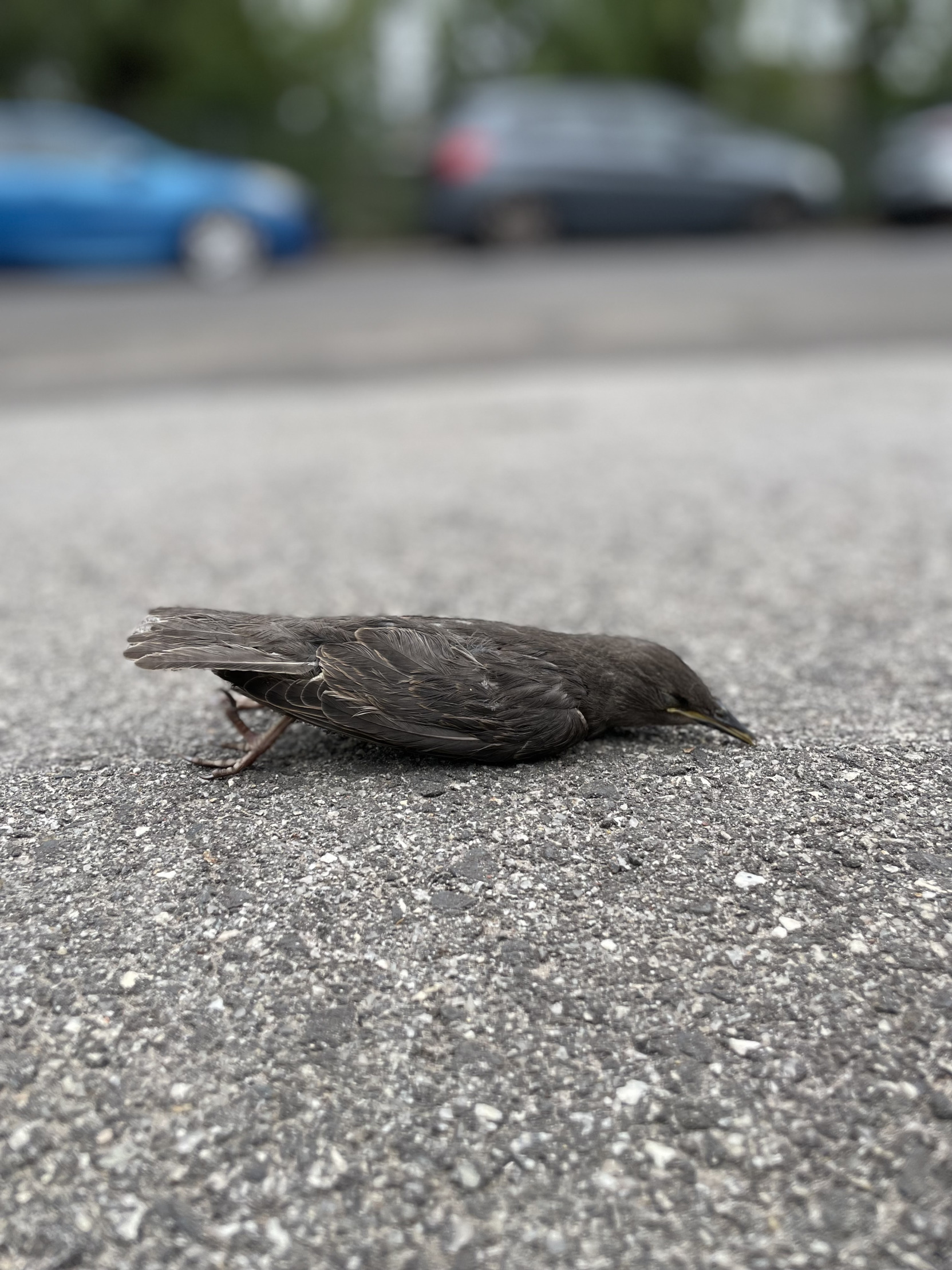 Planking bird Blank Meme Template