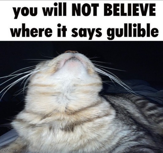 you will not BELIEVE where it says gullible | image tagged in you will not believe where it says gullible | made w/ Imgflip meme maker