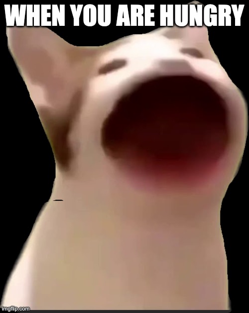 pop cat | WHEN YOU ARE HUNGRY | image tagged in pop cat | made w/ Imgflip meme maker