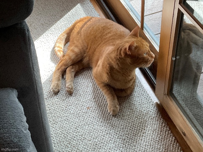 Bro contemplating his life choices | image tagged in cat | made w/ Imgflip meme maker