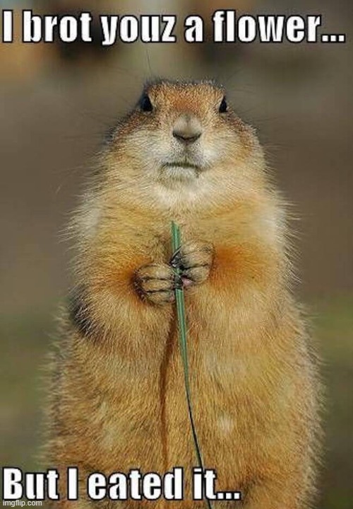 I brought you a flower :) | image tagged in flower | made w/ Imgflip meme maker