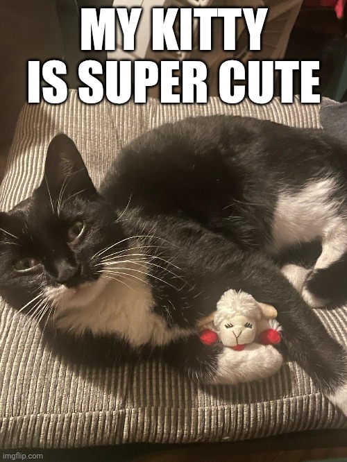 This is what the cat distribution system garnished to me | MY KITTY IS SUPER CUTE | image tagged in kitty,cute cat | made w/ Imgflip meme maker