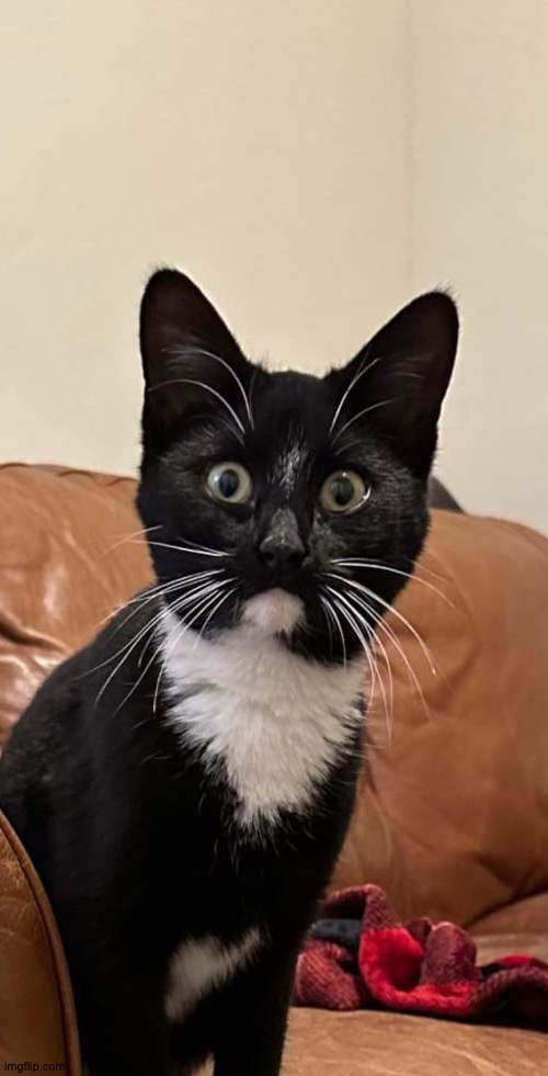 Cat with Shocked Face | image tagged in cat with shocked face | made w/ Imgflip meme maker