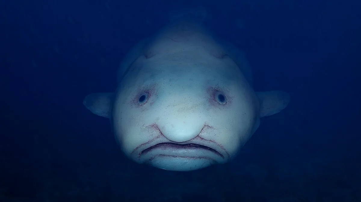 blob fish Blank Meme Template