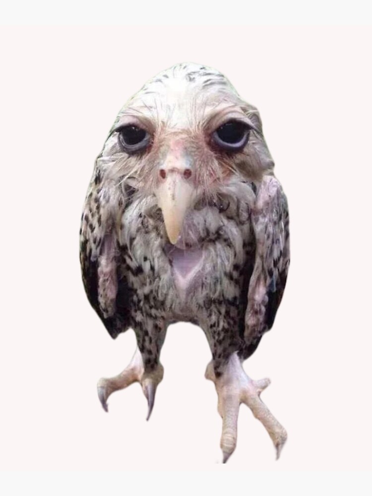 Wet owl Blank Meme Template