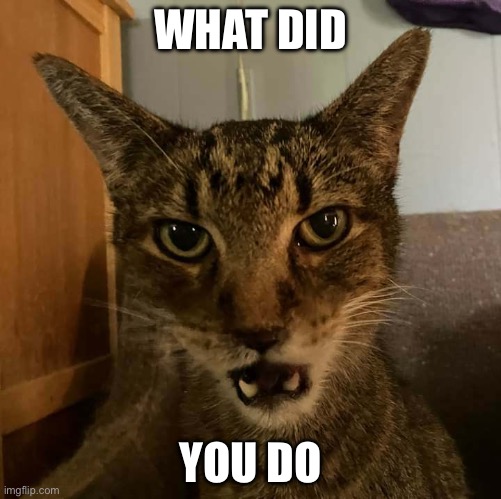 You are in trouble | WHAT DID; YOU DO | image tagged in only going to tell you once cat,big trouble,yelling | made w/ Imgflip meme maker