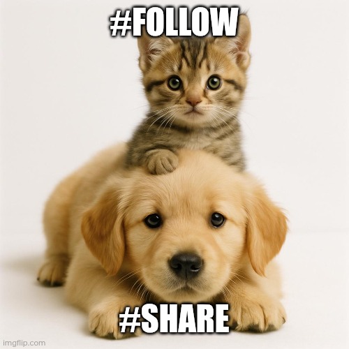 Dropbox | #FOLLOW; #SHARE | image tagged in funny,memes,boat,cartoon | made w/ Imgflip meme maker