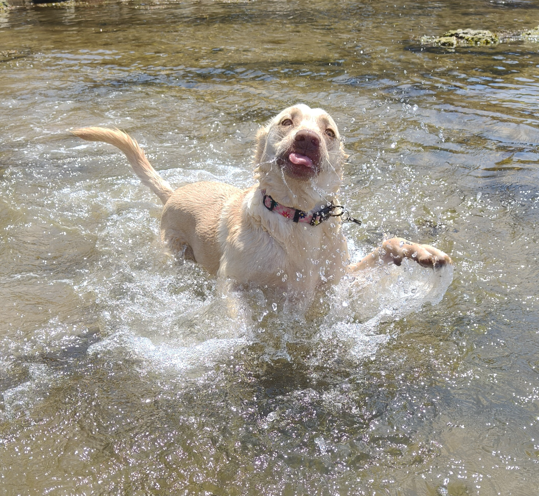 Winnie in the Water Blank Meme Template