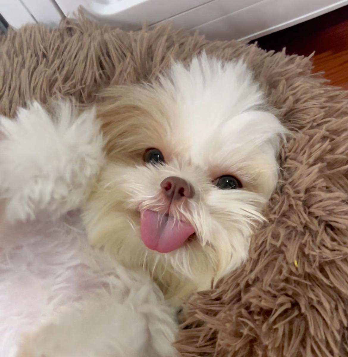 Kaede Blank Meme Template