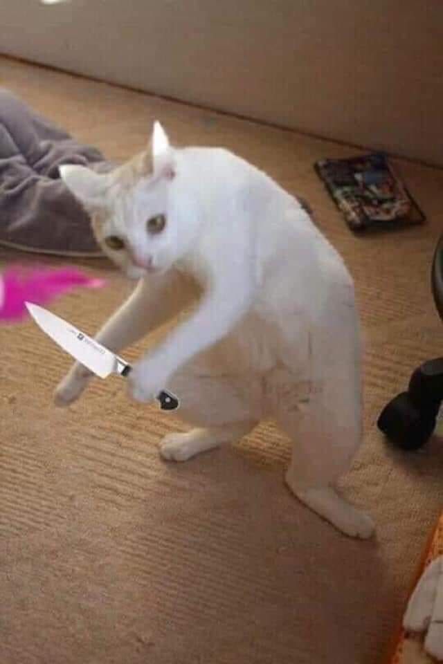 Cat with knife Blank Meme Template