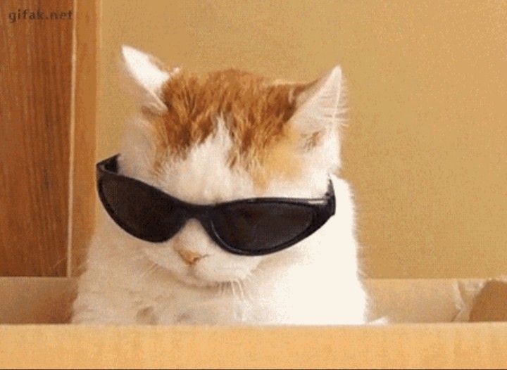 cat with googles Blank Meme Template