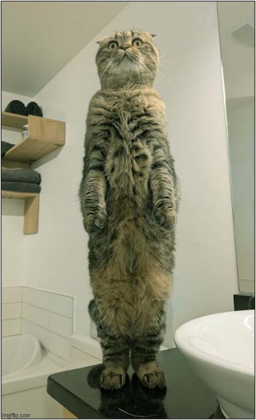 A -Ten ... Shun ! | image tagged in cats,attention | made w/ Imgflip meme maker