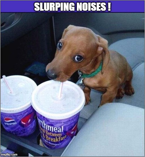 No Title Necessary ! | SLURPING NOISES ! | image tagged in dogs,slurping | made w/ Imgflip meme maker
