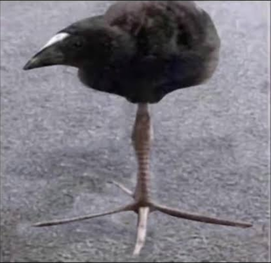 DAMN!! Blank Meme Template