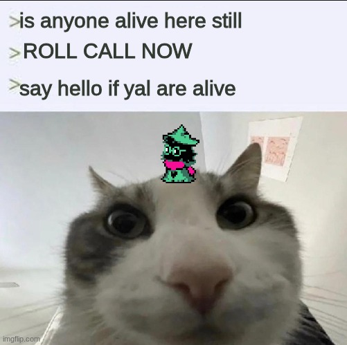 Cat looks inside | is anyone alive here still; ROLL CALL NOW; say hello if yal are alive | image tagged in cat looks inside | made w/ Imgflip meme maker