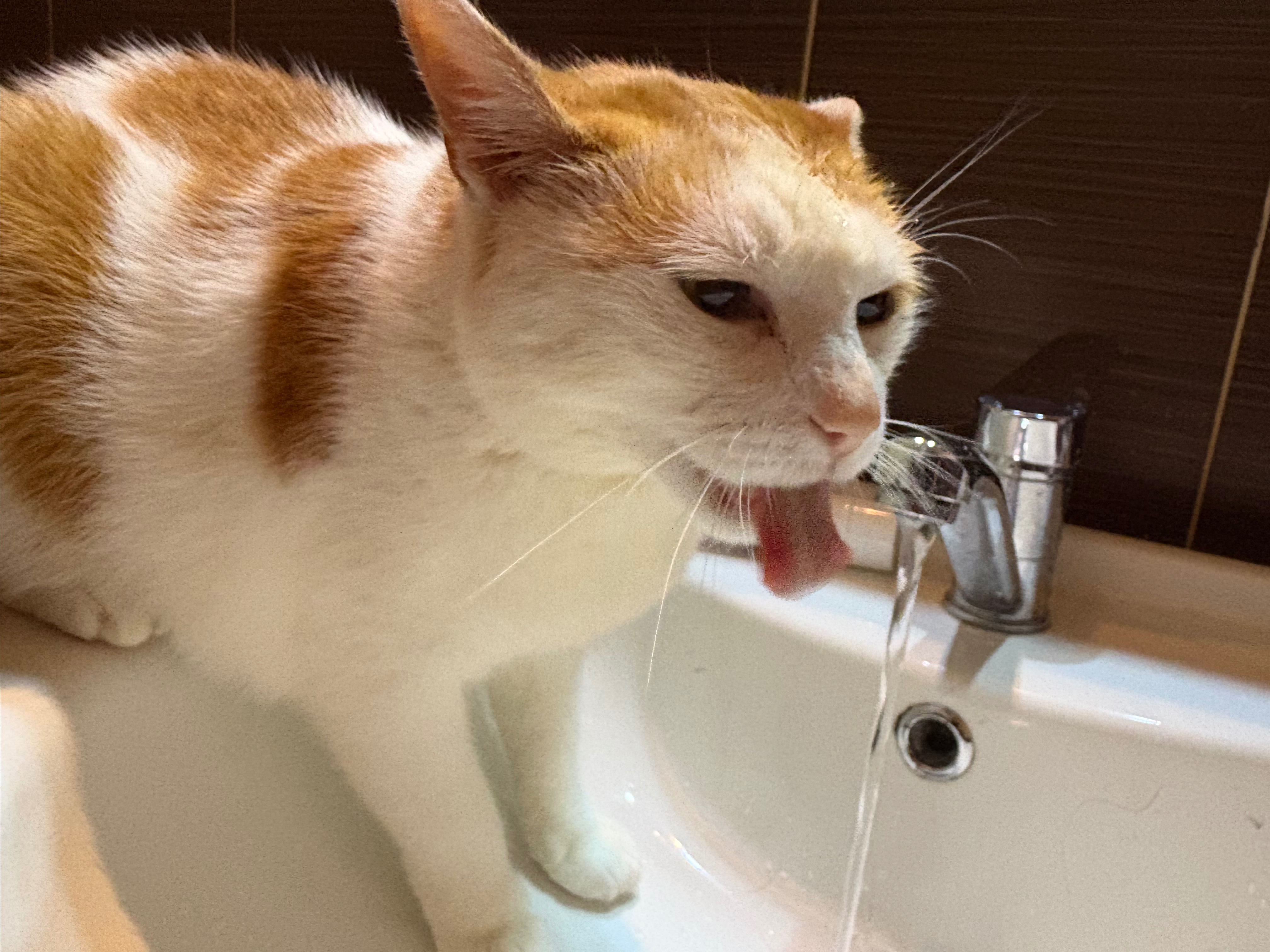 pic of my uncle's cat i took back in romania | made w/ Imgflip meme maker