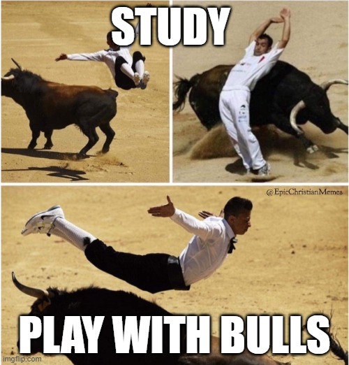 school | STUDY; PLAY WITH BULLS | image tagged in bull | made w/ Imgflip meme maker