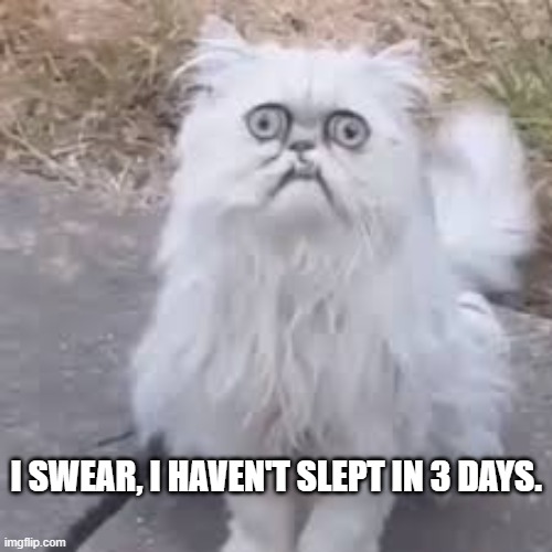 Cat hasn't slept in 3 days and looks like it.   --  funny  -- | I SWEAR, I HAVEN'T SLEPT IN 3 DAYS. | image tagged in cat,kittens,funny,humor,no sleep,funny cat memes | made w/ Imgflip meme maker