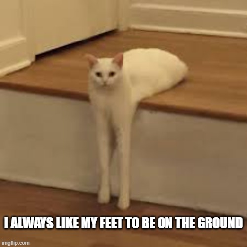 This cat always likes his feet touching the ground.   --  funny  -- | I ALWAYS LIKE MY FEET TO BE ON THE GROUND | image tagged in cat,kittens,funny,humor,funny cat memes | made w/ Imgflip meme maker