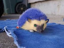 sanic de edgeog Blank Meme Template