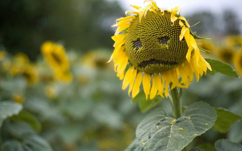 Sad flower Blank Meme Template