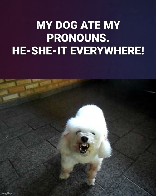 Pronoun poodle | image tagged in angry poodle,protest | made w/ Imgflip meme maker
