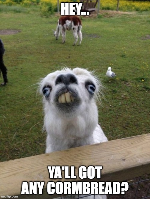 Lama meme | HEY... YA'LL GOT ANY CORMBREAD? | image tagged in lama | made w/ Imgflip meme maker