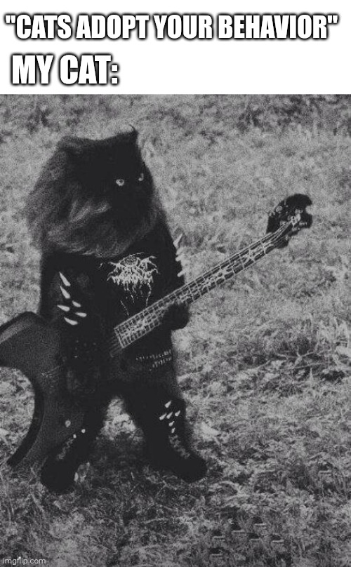 Most cats in metal households, actually | MY CAT:; "CATS ADOPT YOUR BEHAVIOR" | image tagged in black metal cat | made w/ Imgflip meme maker